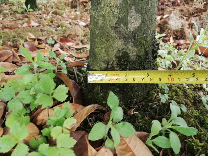 急售八月金桂900株