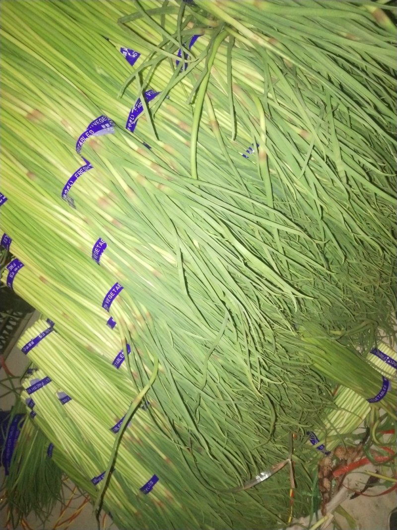 精品蒜薹
