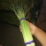 精品蒜薹