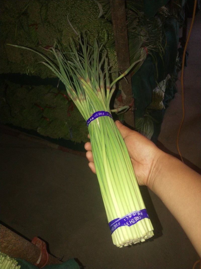 精品蒜薹