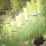 精品蒜薹