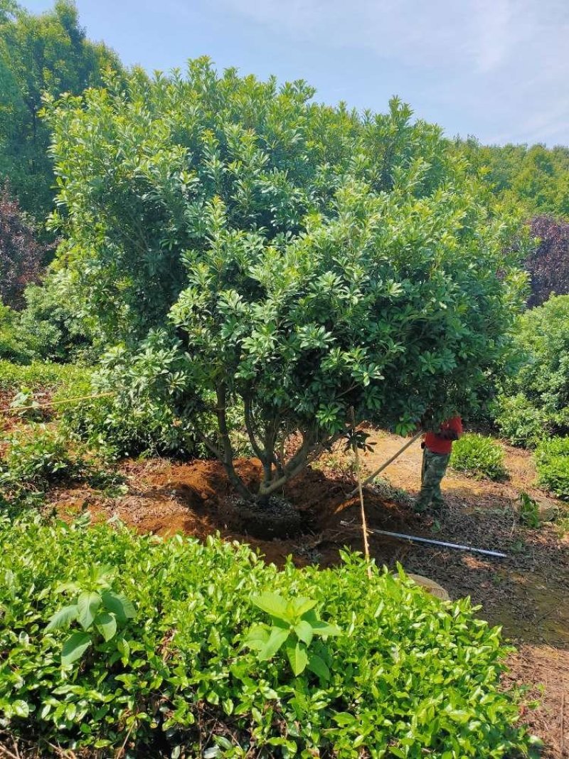 杨梅丛生单杆250-500冠幅