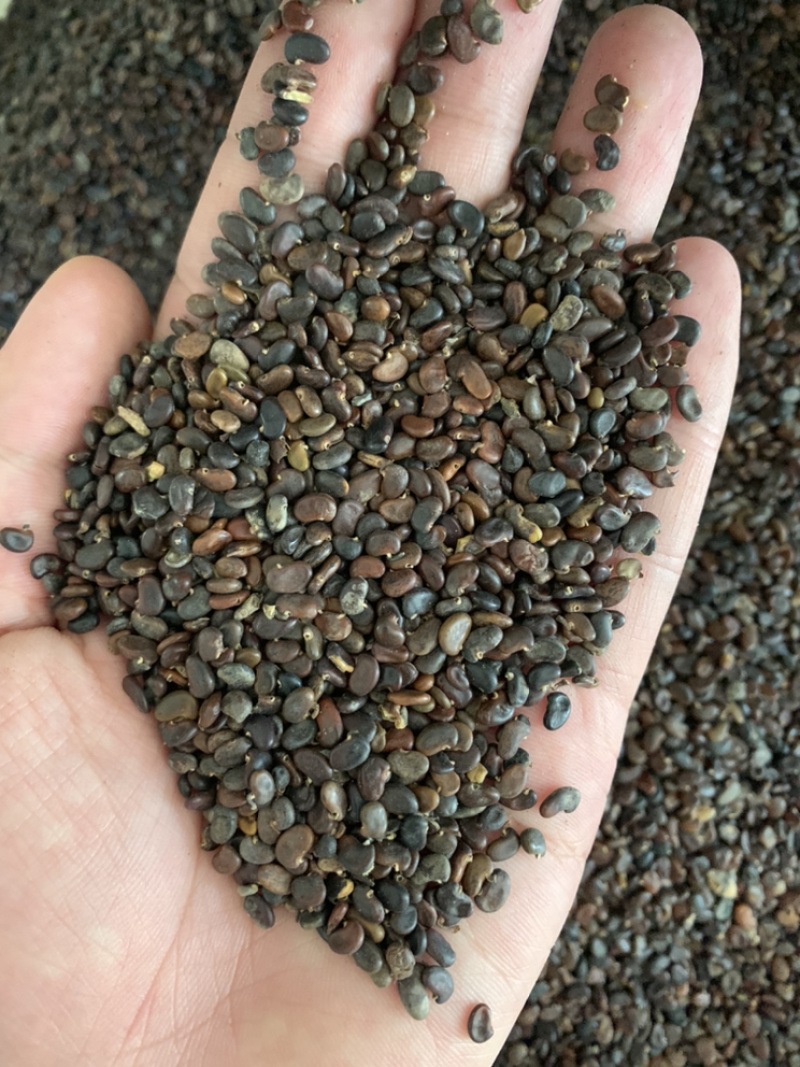 刺槐种子白花刺槐树种子槐树种子护坡种子