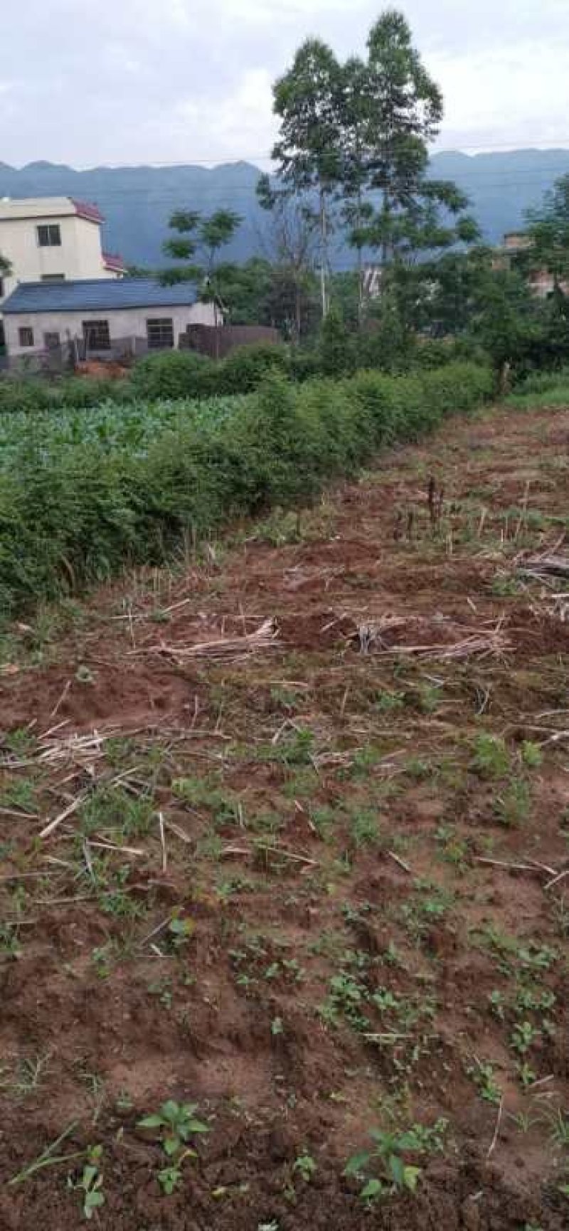 马甲子苗铁篱笆刺苗鸟不站刺树苗苗高速公路篱笆苗