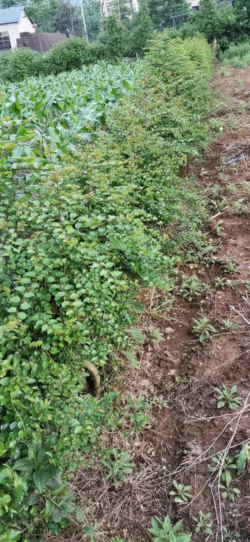 马甲子苗铁篱笆刺苗鸟不站刺树苗苗高速公路篱笆苗