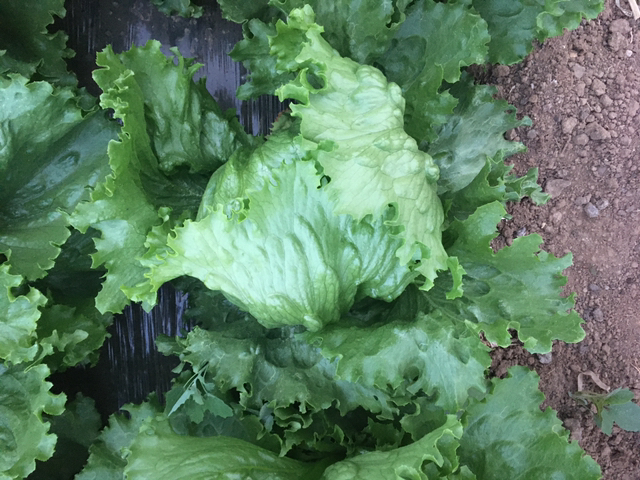 绿色生态种植的生菜田地,阳光洒在新鲜的绿叶上 生菜种植基地的绿色田园景象