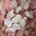 雪燕，爆米花拉丝**货，特级货都有