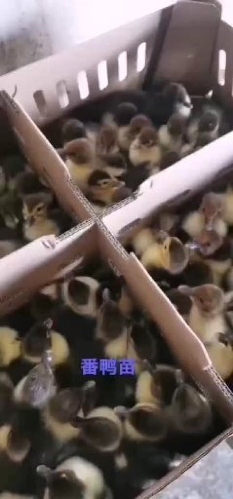精品大番鸭麻鸭，金定鸭，灰鸭，蛋鸭苗防疫完善技术跟踪