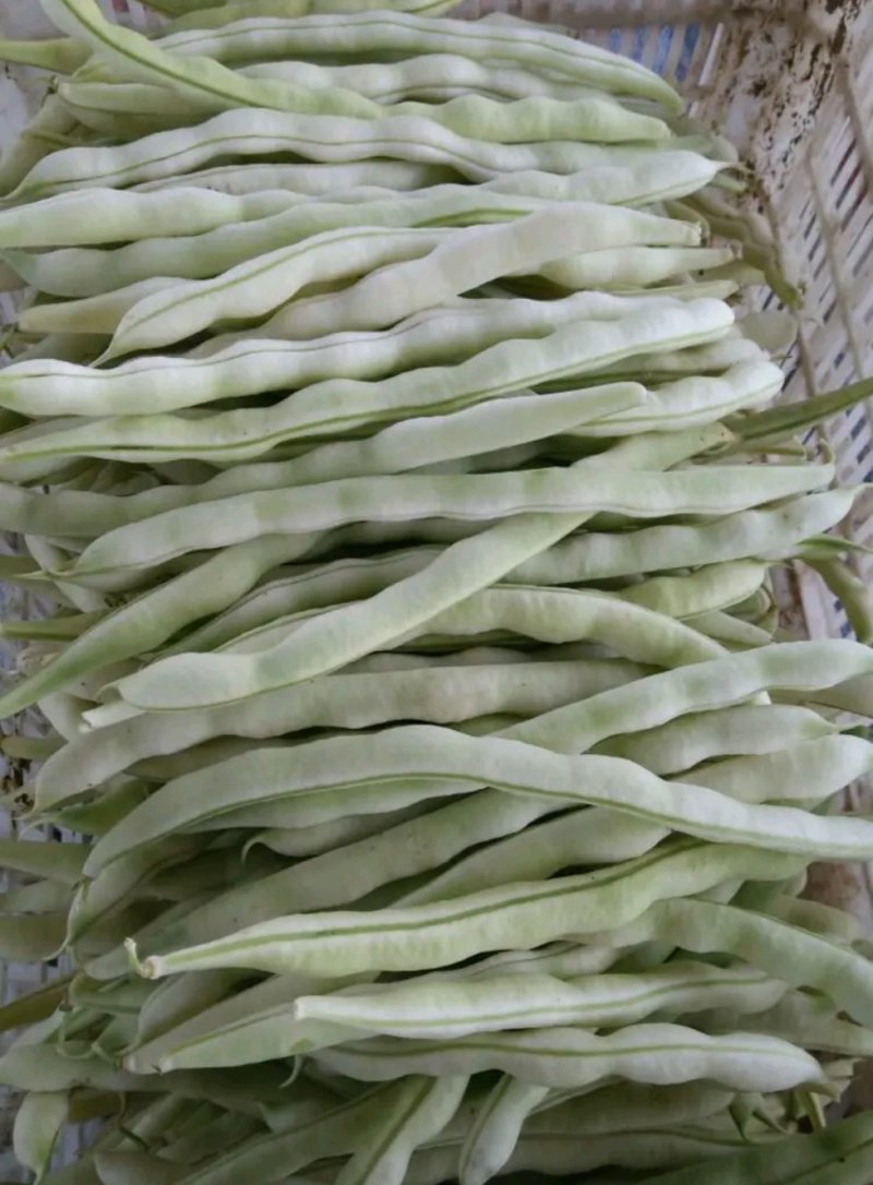 现货上市莒南道口芸豆已开始上货