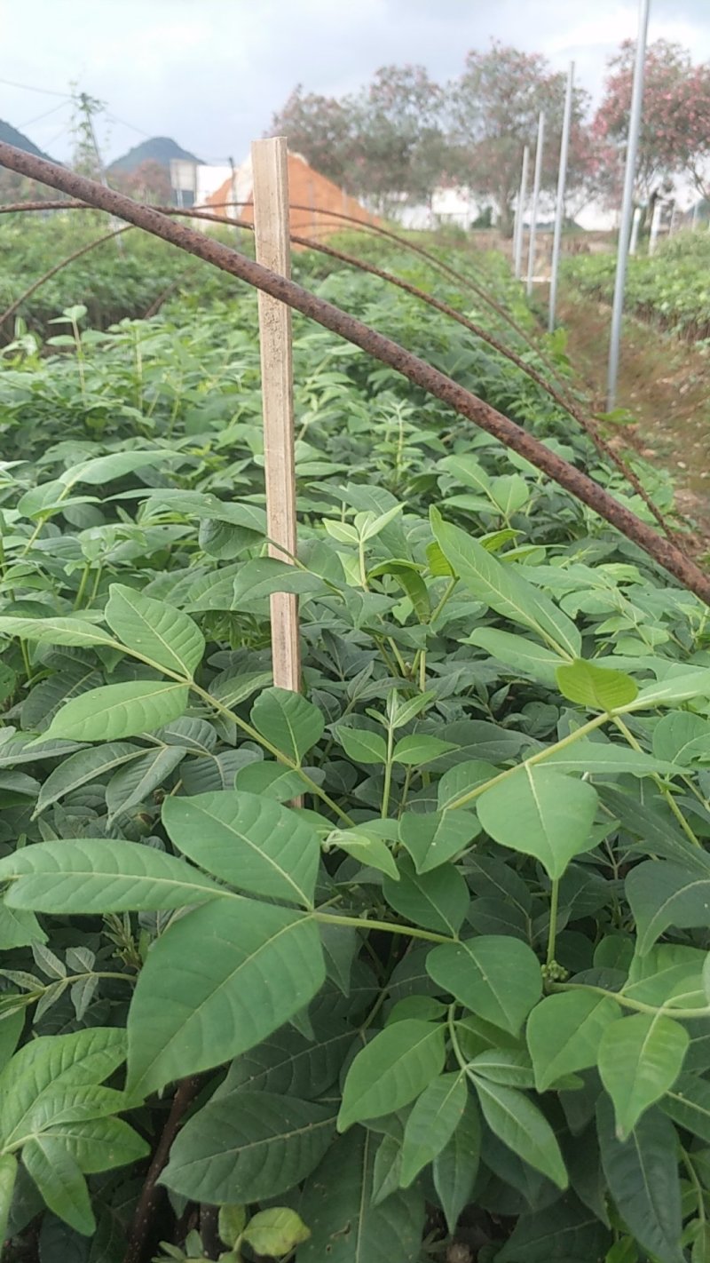 吴茱萸枝条，吴茱萸，茶辣苗，吴茱萸枝条，江西吴茱萸枝条