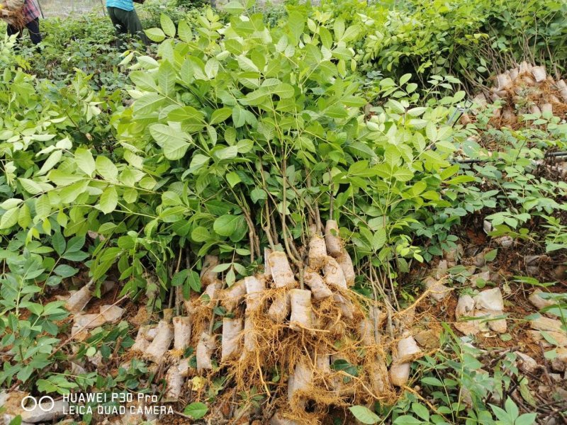 吴茱萸枝条，吴茱萸，茶辣苗，吴茱萸枝条，江西吴茱萸枝条