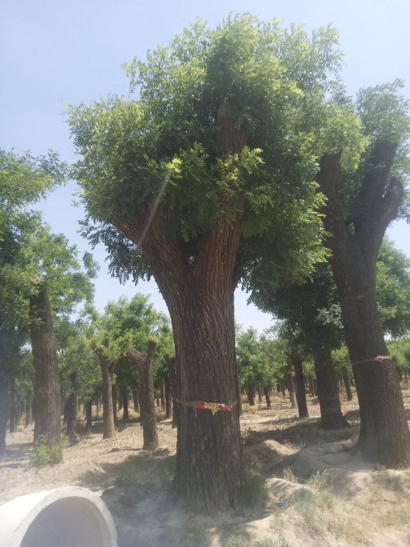 自家苗圃卖30-70公分1-3年发帽大国槐1000棵