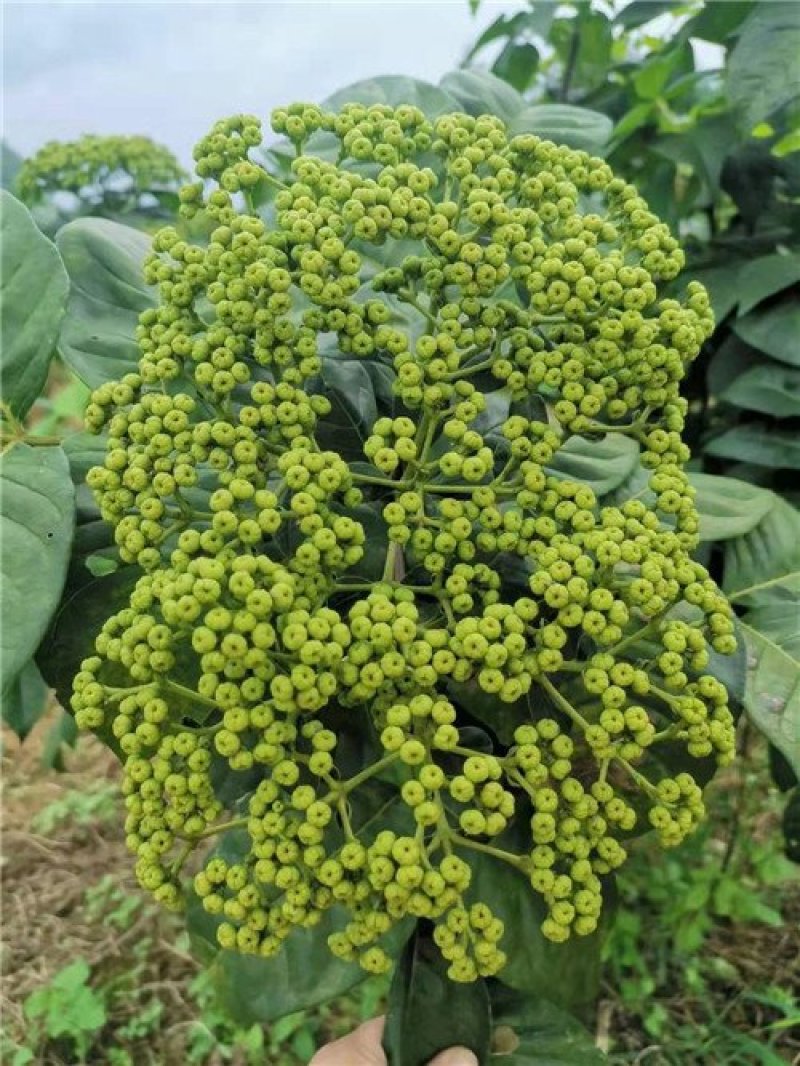 【吴茱萸苗】，茶辣苗，中花品种货量充足