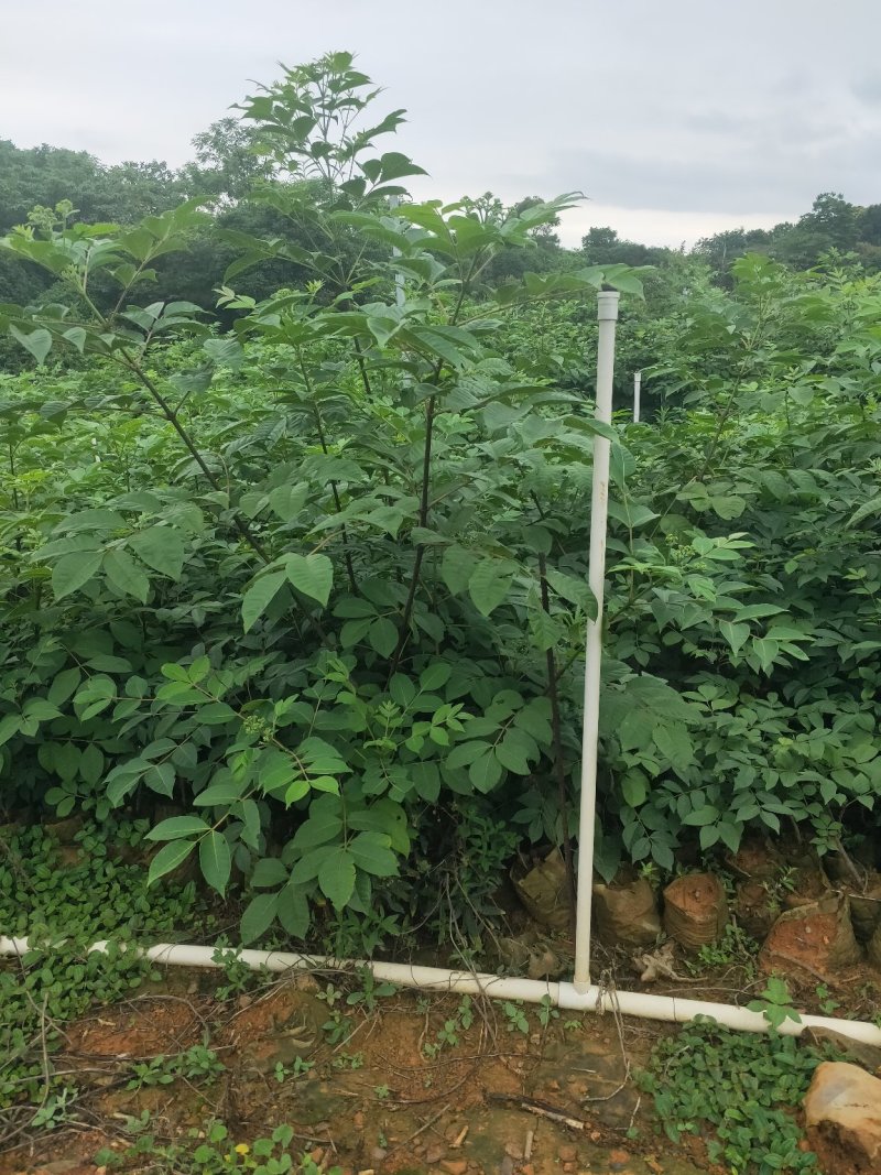 【吴茱萸苗】，茶辣苗，中花品种货量充足