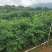 【吴茱萸苗】，茶辣苗，中花品种货量充足