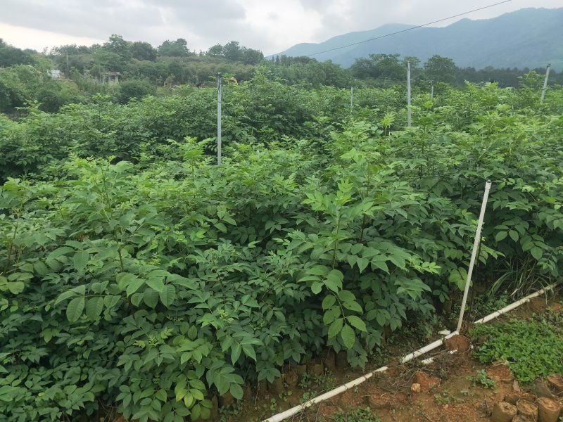 【吴茱萸苗】，茶辣苗，中花品种货量充足