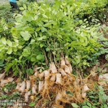 【吴茱萸苗】，茶辣苗，中花品种货量充足
