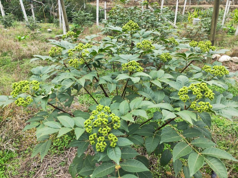 【吴茱萸苗】，茶辣苗，中花品种货量充足