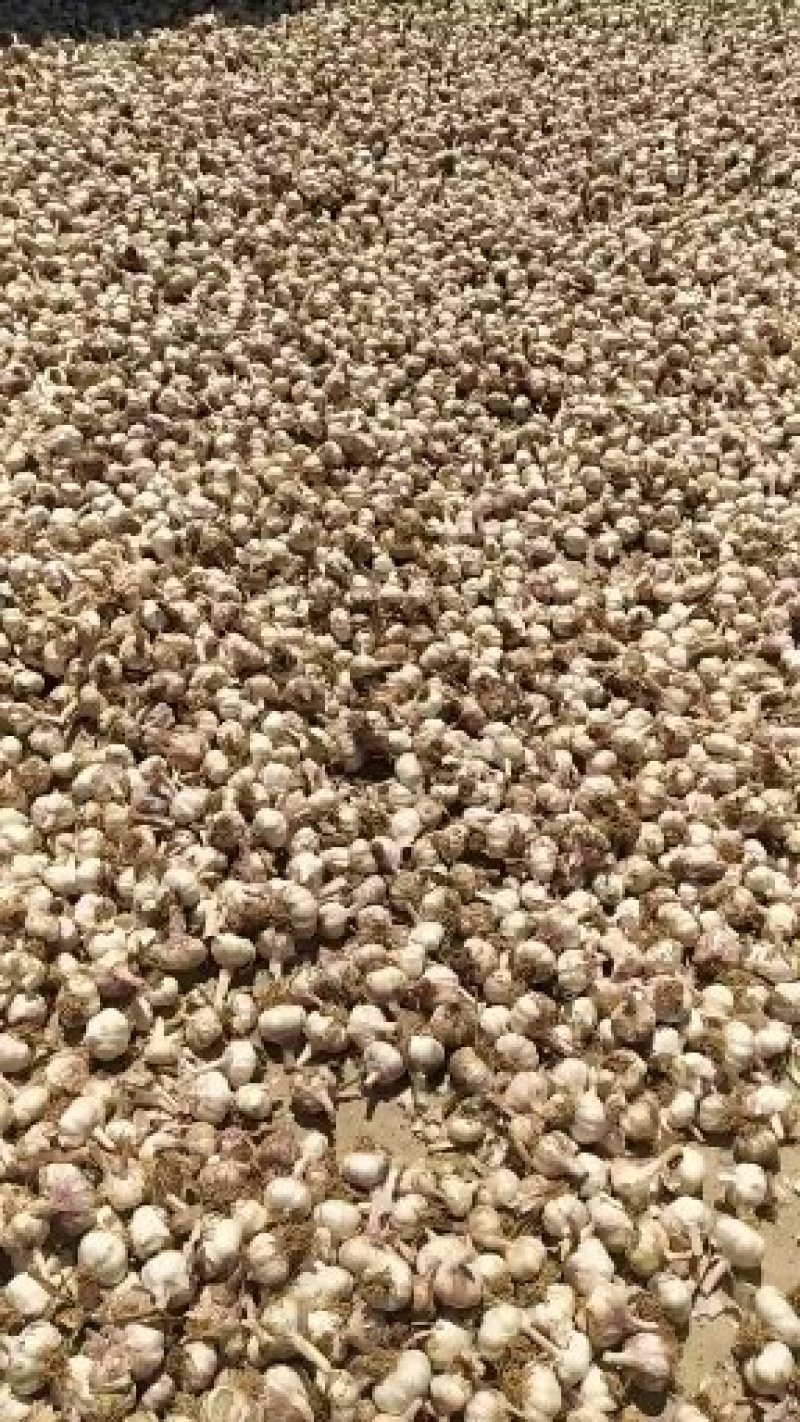 山东滕州大蒜杂交大蒜干蒜适合扒蒜米脱水产地直供欢迎采购