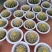迷你仙人掌类植物仙人球盆栽芦荟办公室内电脑桌面