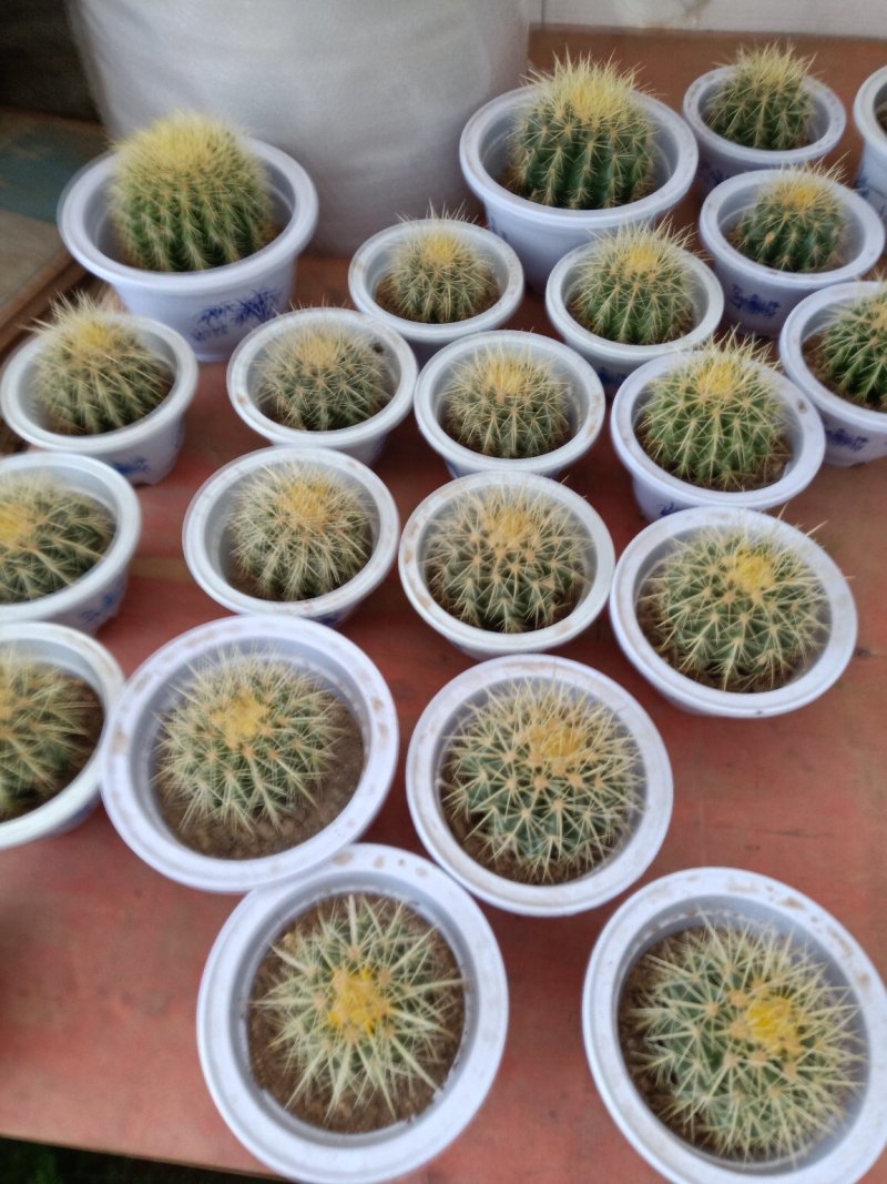 迷你仙人掌类植物仙人球盆栽芦荟办公室内电脑桌面