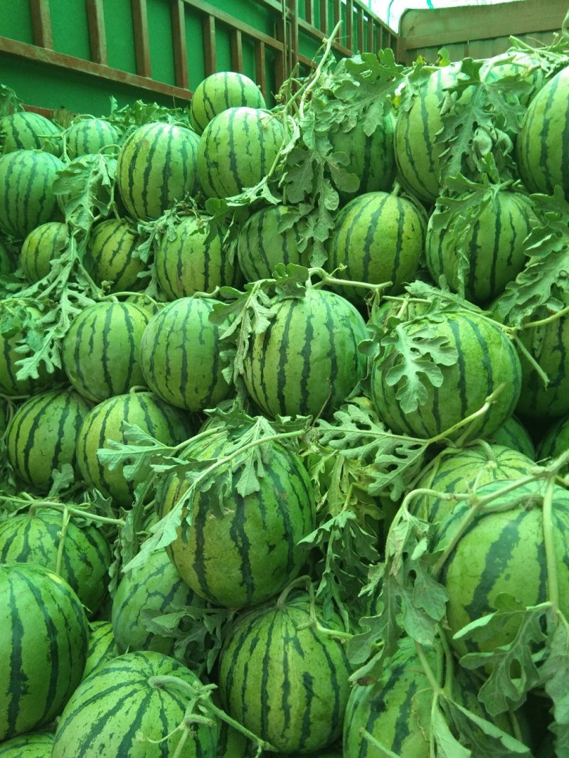 山东惠民双星西瓜上市中！原棚瓜！头茬！量大质优！