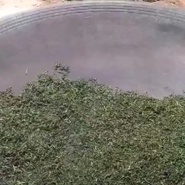 镇宁县江龙老树茶