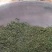 镇宁县江龙老树茶