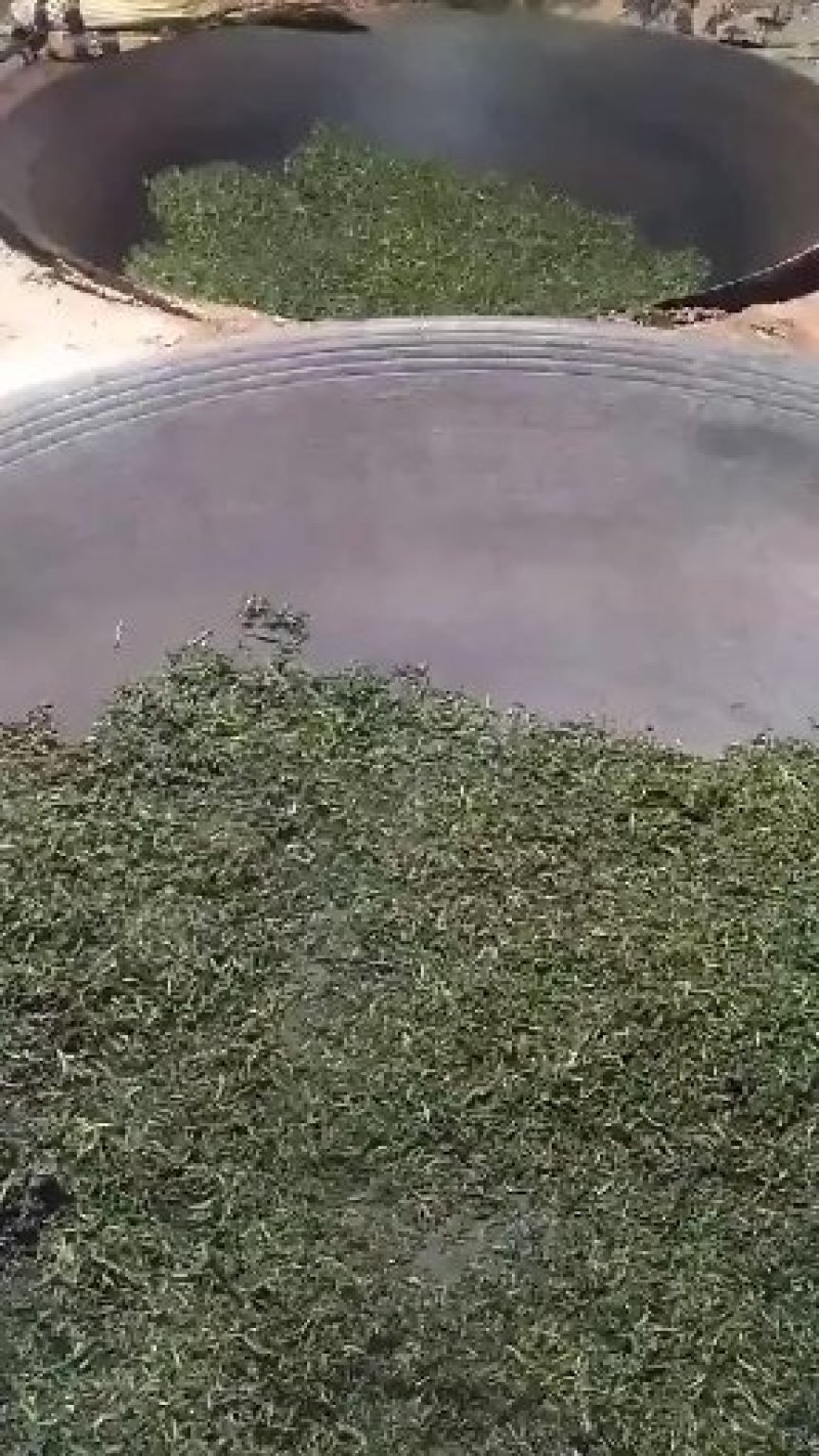 镇宁县江龙老树茶