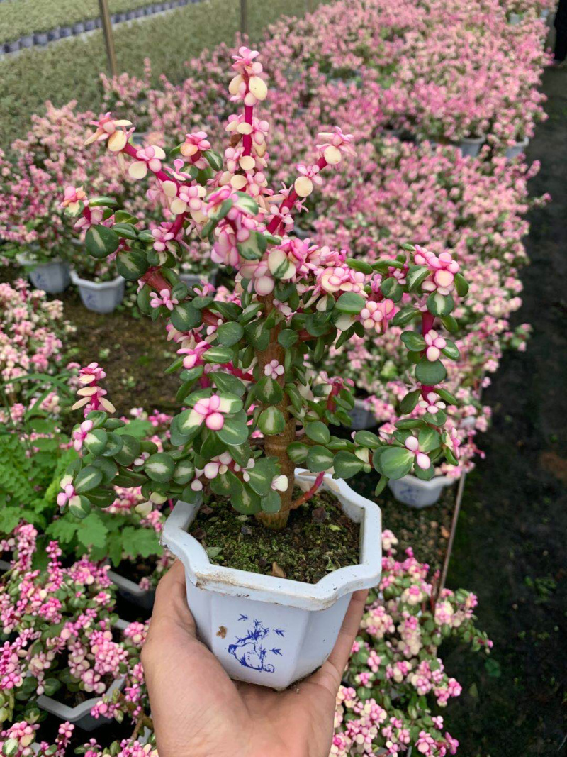 雅乐之花老桩带盆发货货保新鲜基地直销