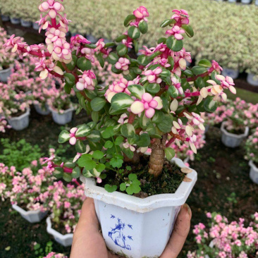 雅乐之花老桩带盆发货货保新鲜基地直销