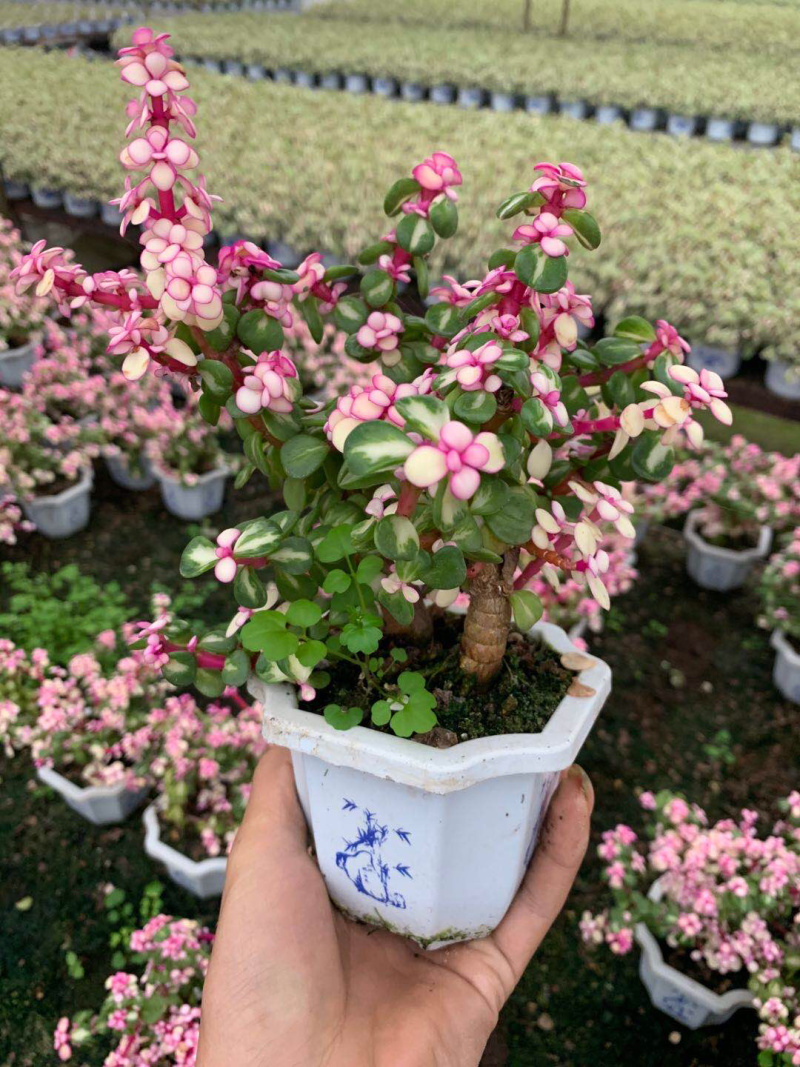 雅乐之花老桩带盆发货货保新鲜基地直销