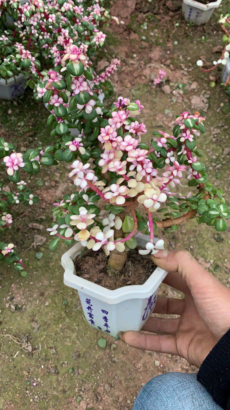 雅乐之花老桩带盆发货货保新鲜基地直销