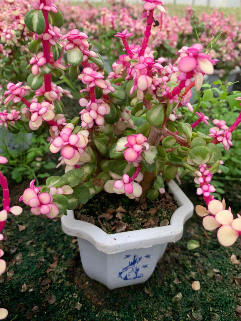 雅乐之花老桩带盆发货货保新鲜基地直销