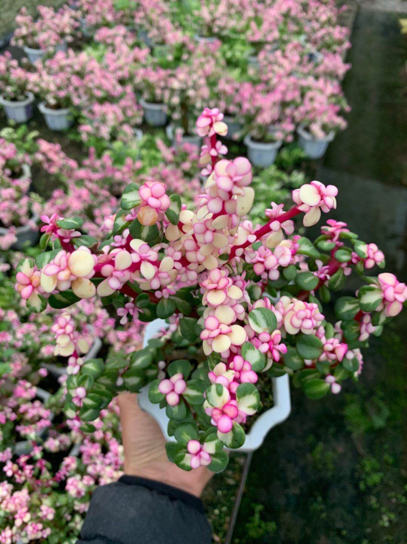 雅乐之花老桩带盆发货货保新鲜基地直销