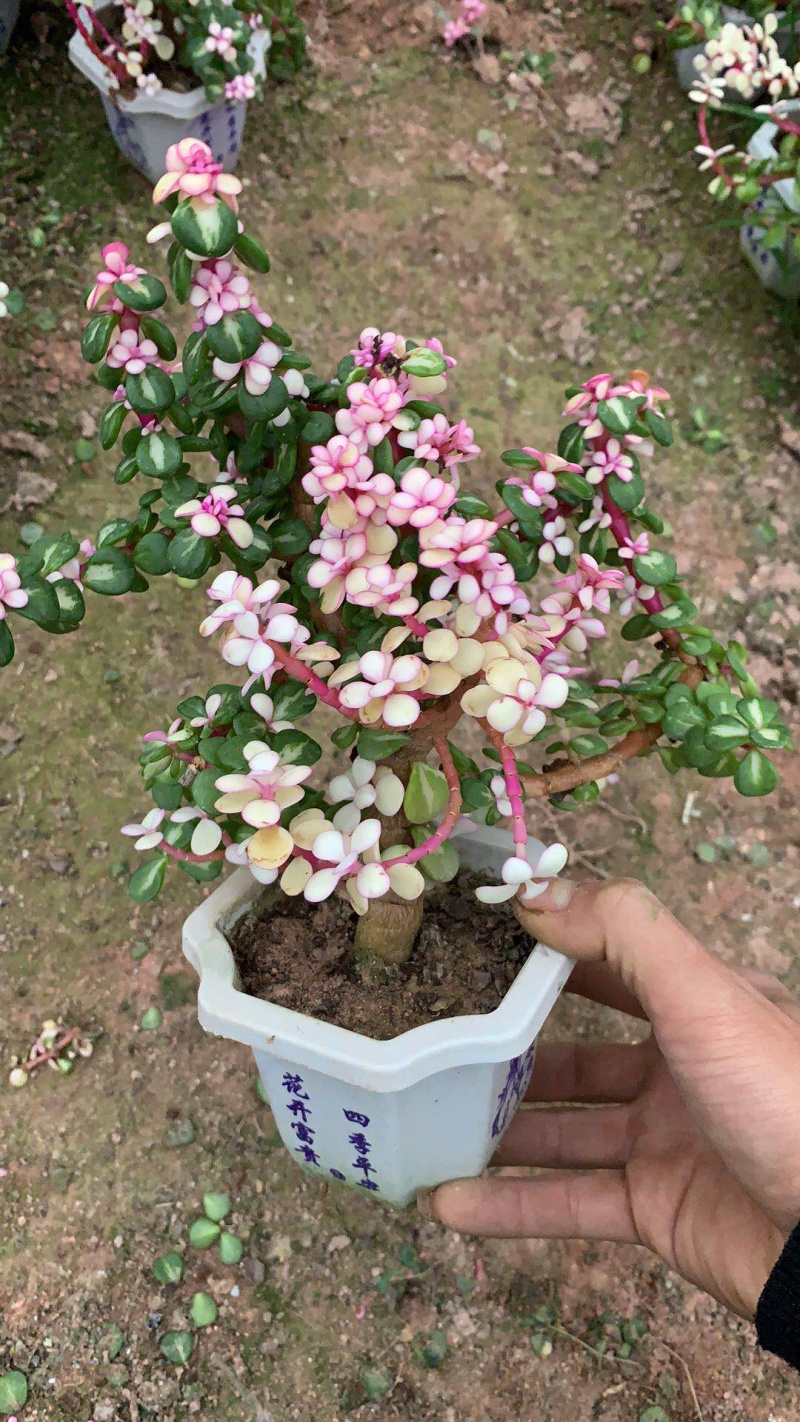 雅乐之花老桩带盆发货货保新鲜基地直销