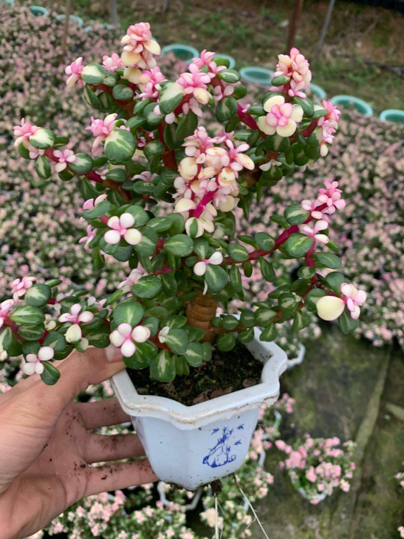 雅乐之花老桩带盆发货货保新鲜基地直销