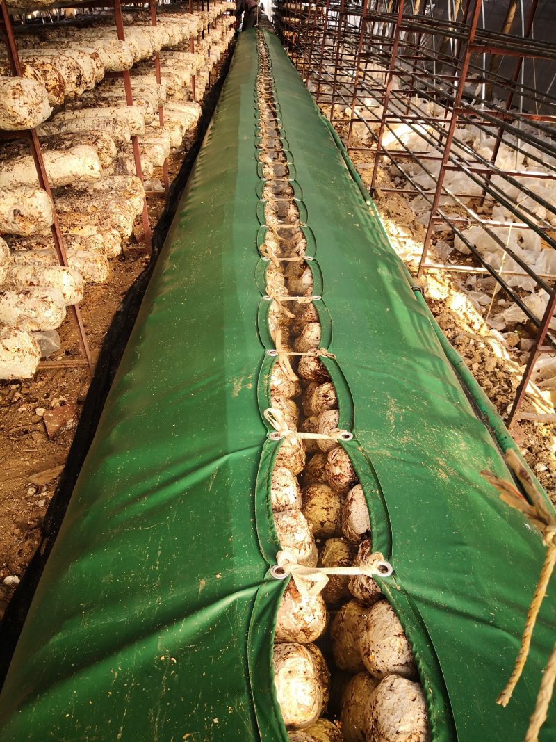 食用菌香菇菌棒泡水布泡水包浸棒补水加营养油布棚内操作