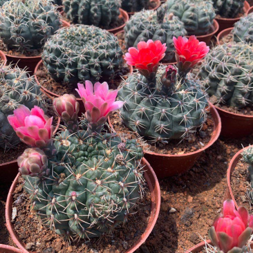菲花玉仙人球大小规格现货基地直销