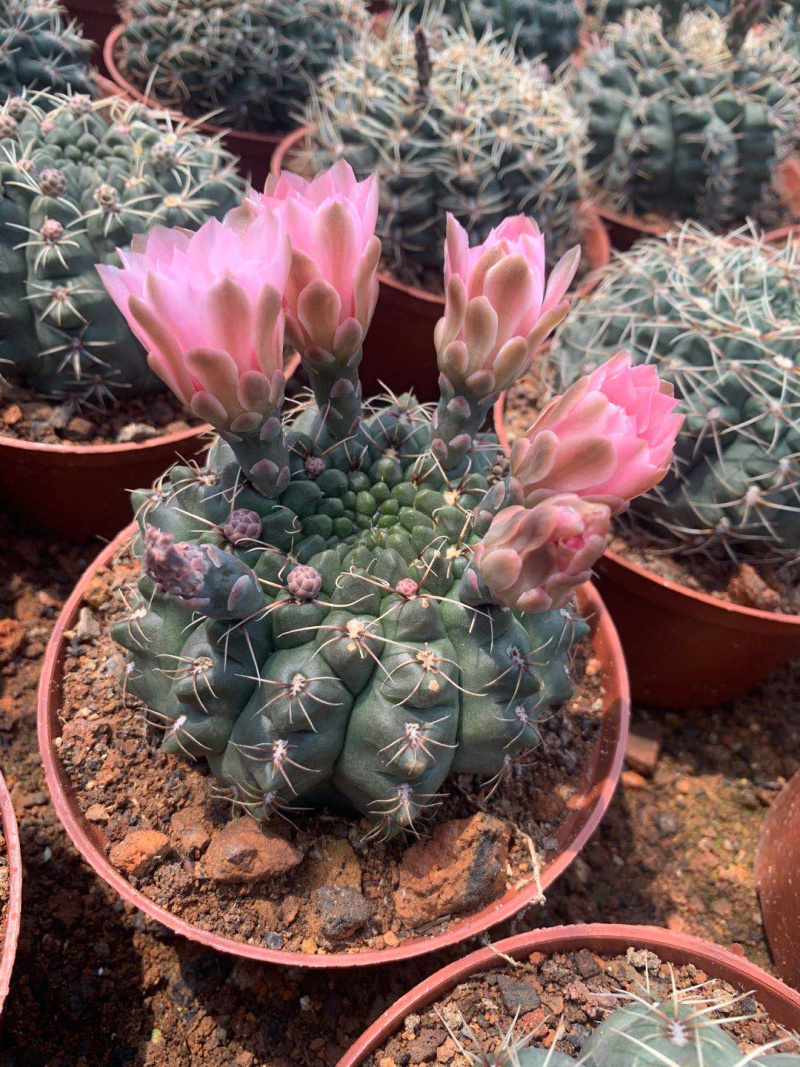菲花玉仙人球大小规格现货基地直销
