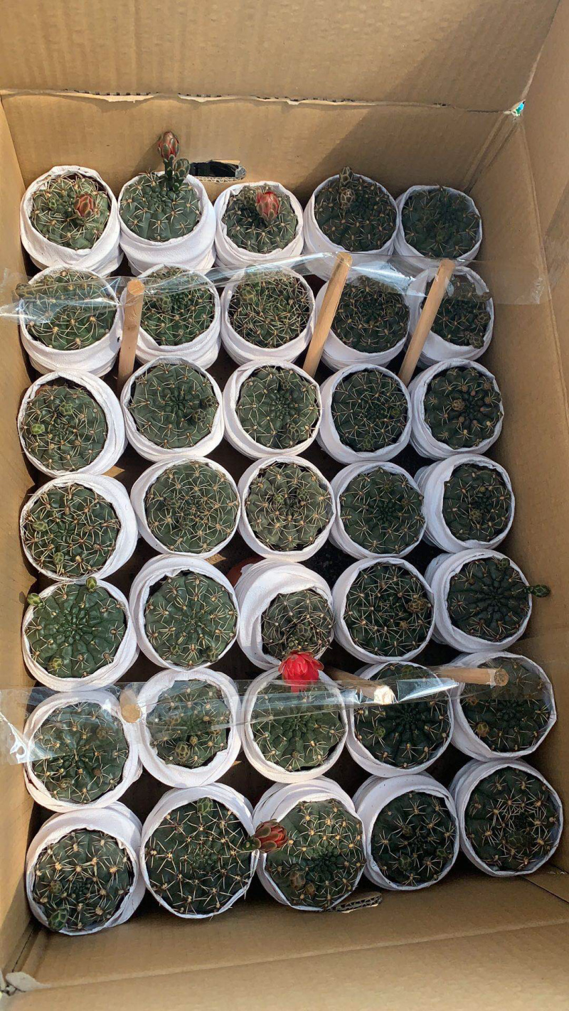菲花玉仙人球大小规格现货基地直销