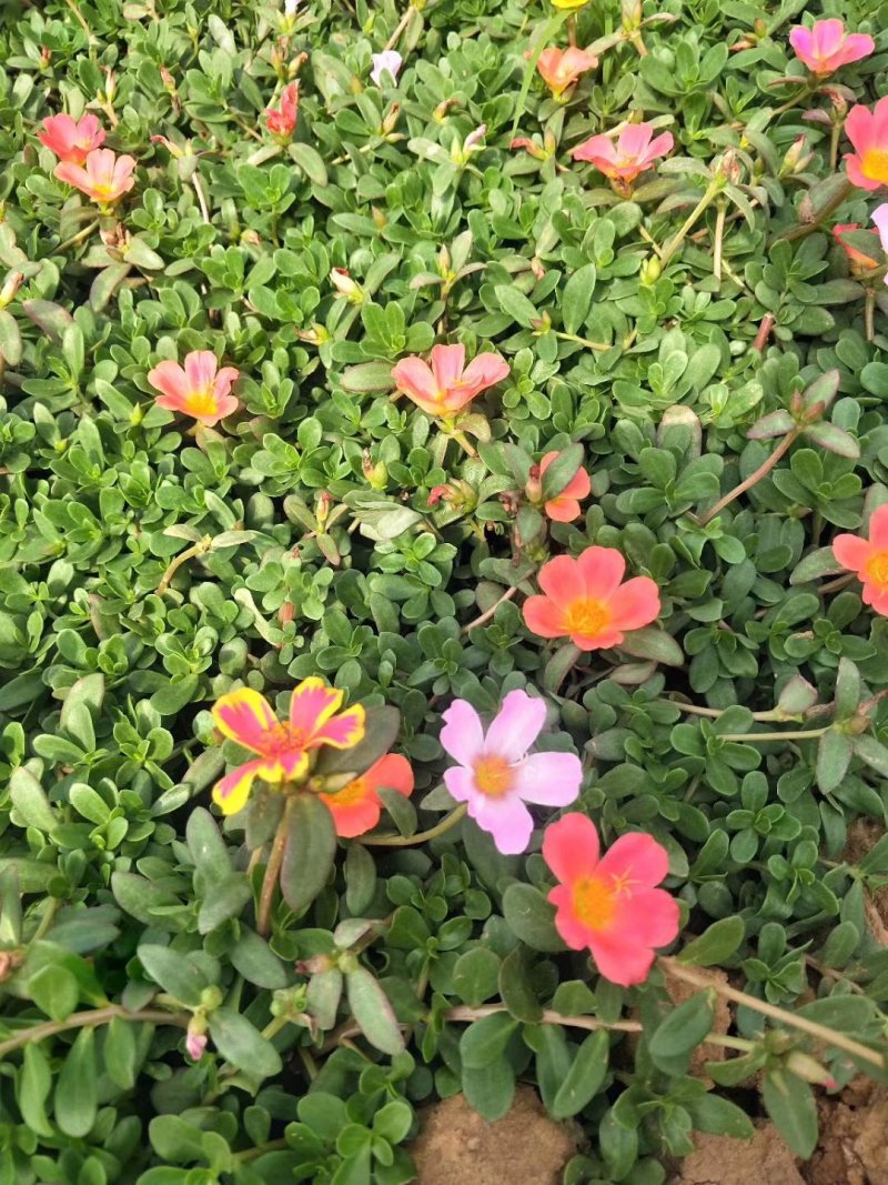 太阳花