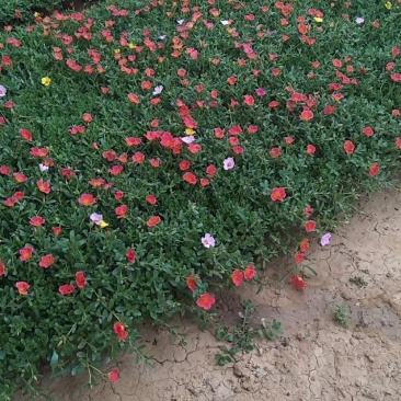 太阳花