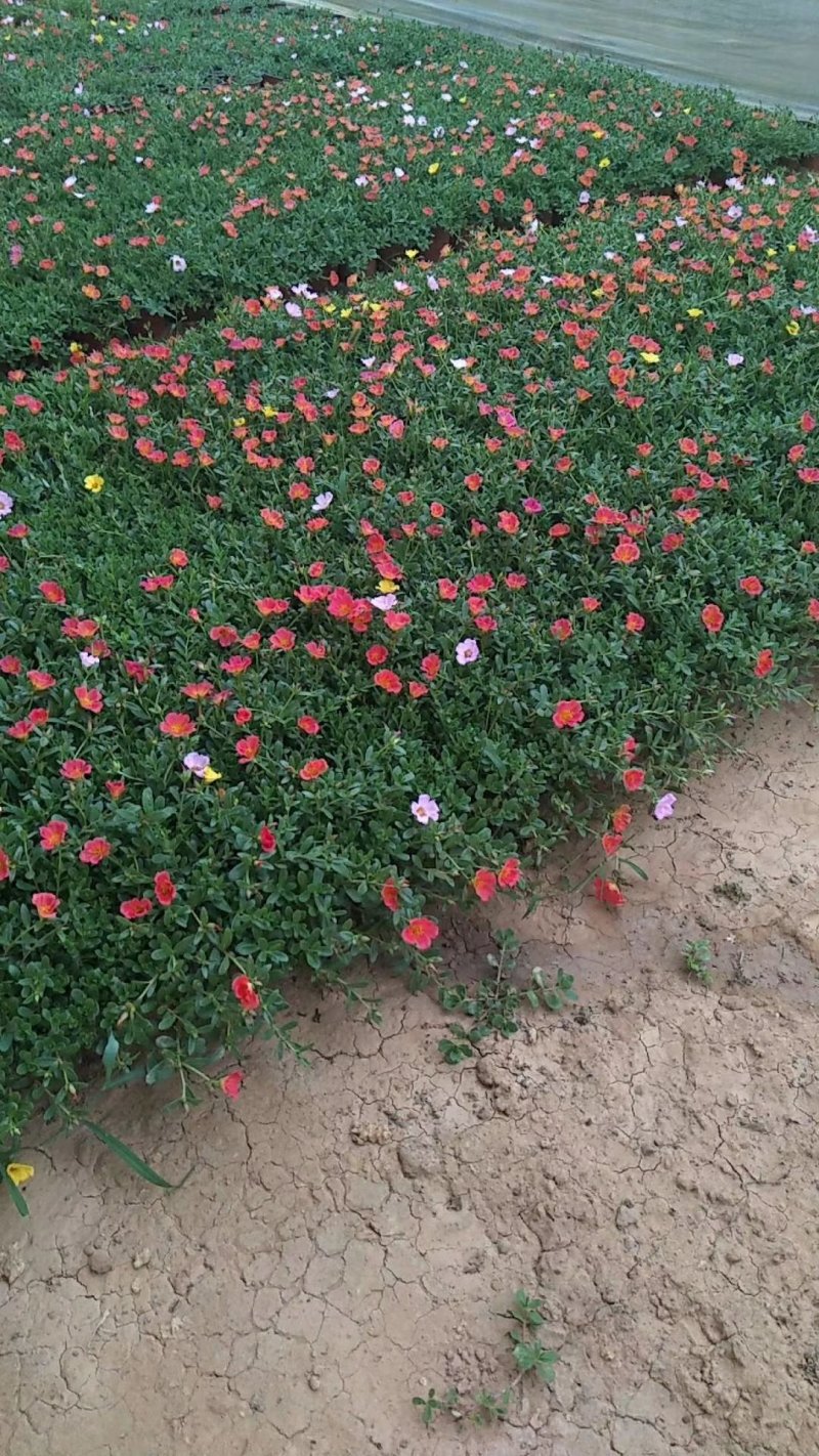 太阳花