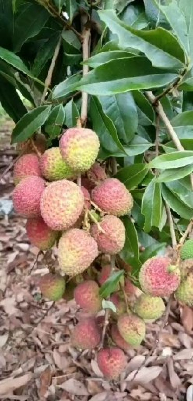 阳江妃子笑，白糖罂，精品荔枝，欢迎新老客户前来选购