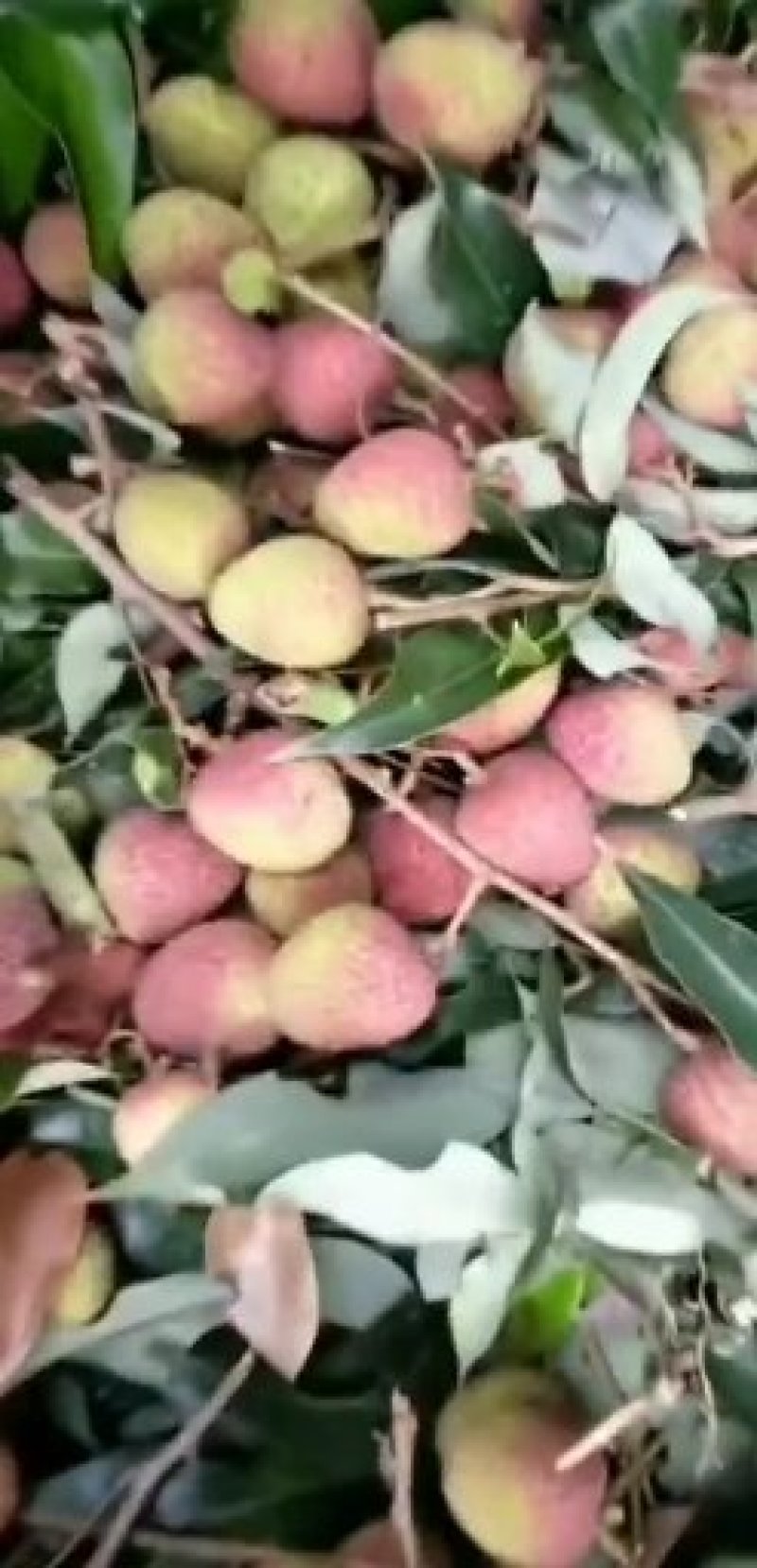 阳江妃子笑，白糖罂，精品荔枝，欢迎新老客户前来选购