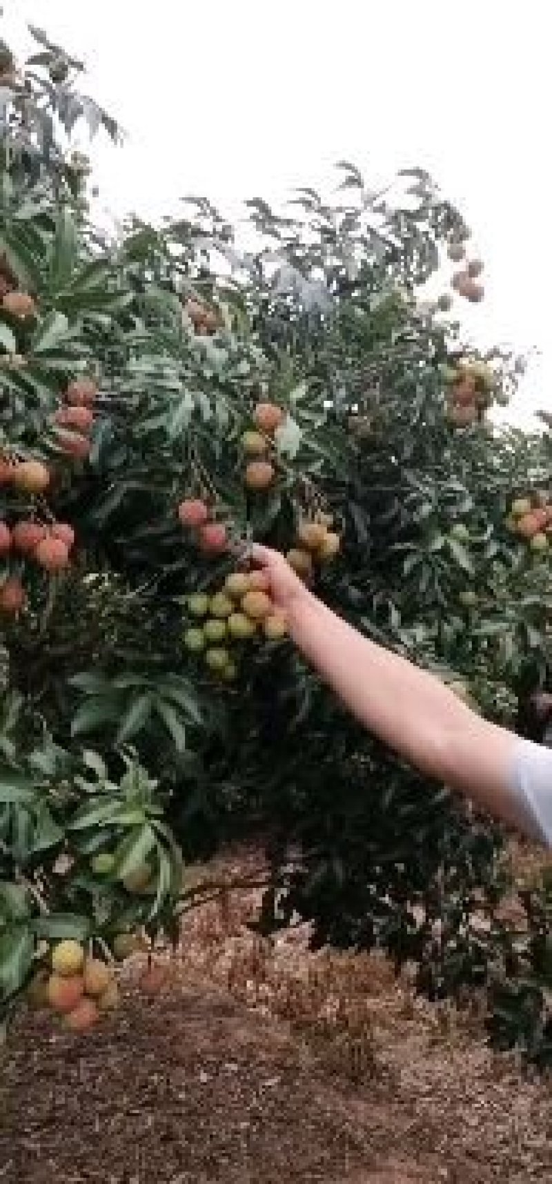 阳江妃子笑，白糖罂，精品荔枝，欢迎新老客户前来选购