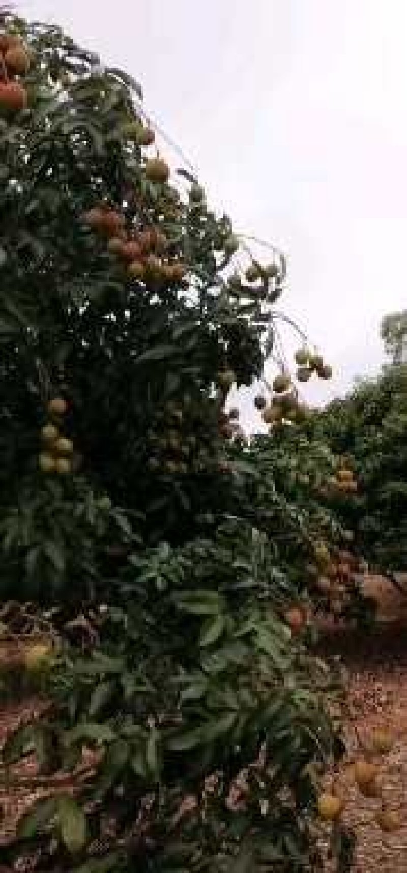 阳江妃子笑，白糖罂，精品荔枝，欢迎新老客户前来选购
