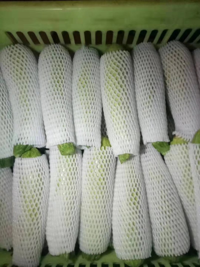 兰州高原夏菜冷库开始预订，欢迎各位老板骚扰