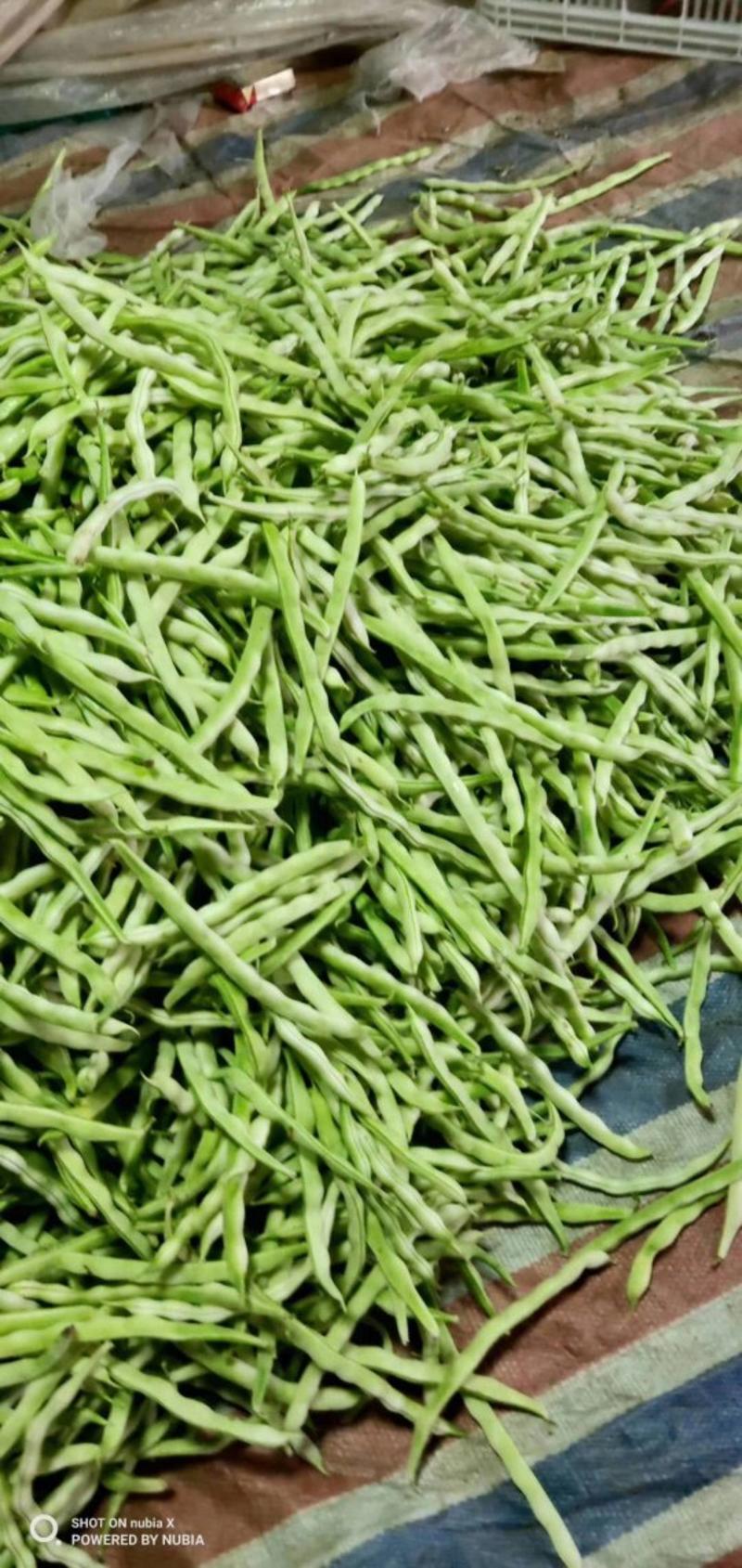 山东优质九粒白芸豆种植基地，芸豆批发市场